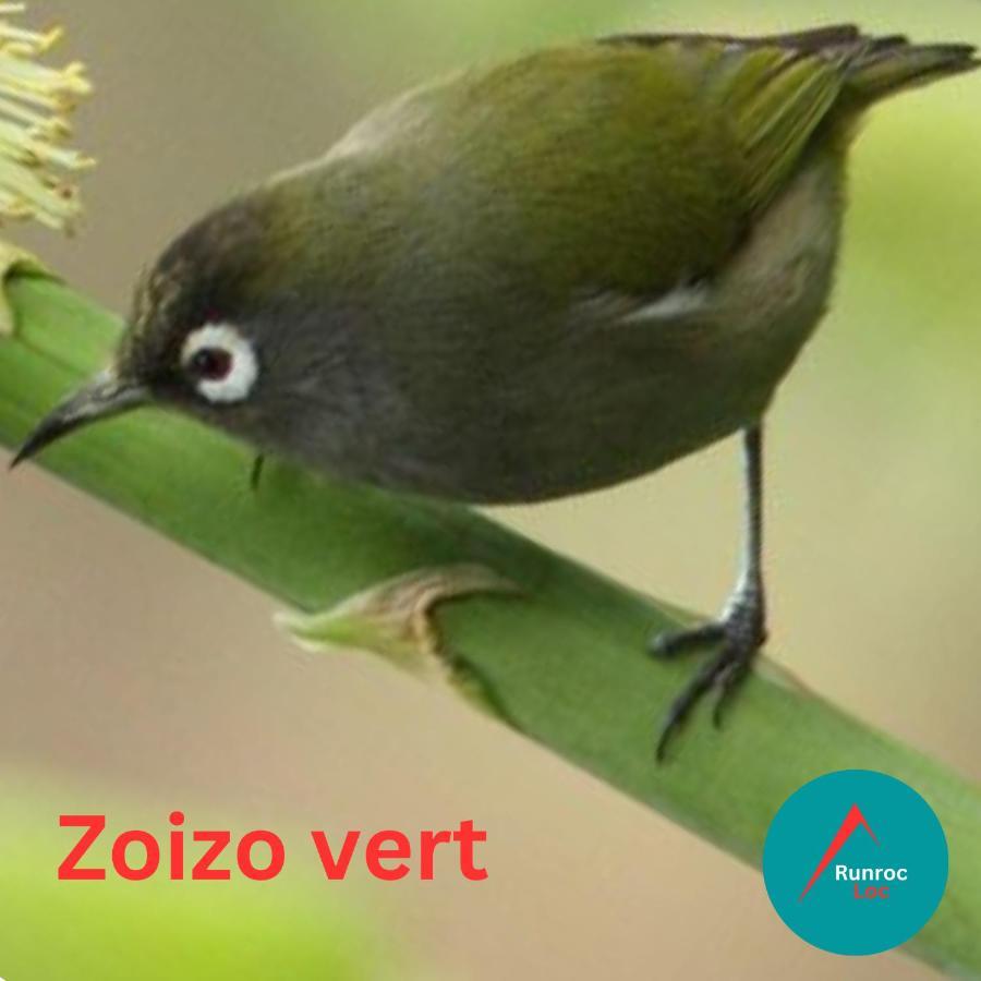 Zoizo Vert - Studio Au Calme Avec Jardin - St Leu Saint-Leu Kültér fotó
